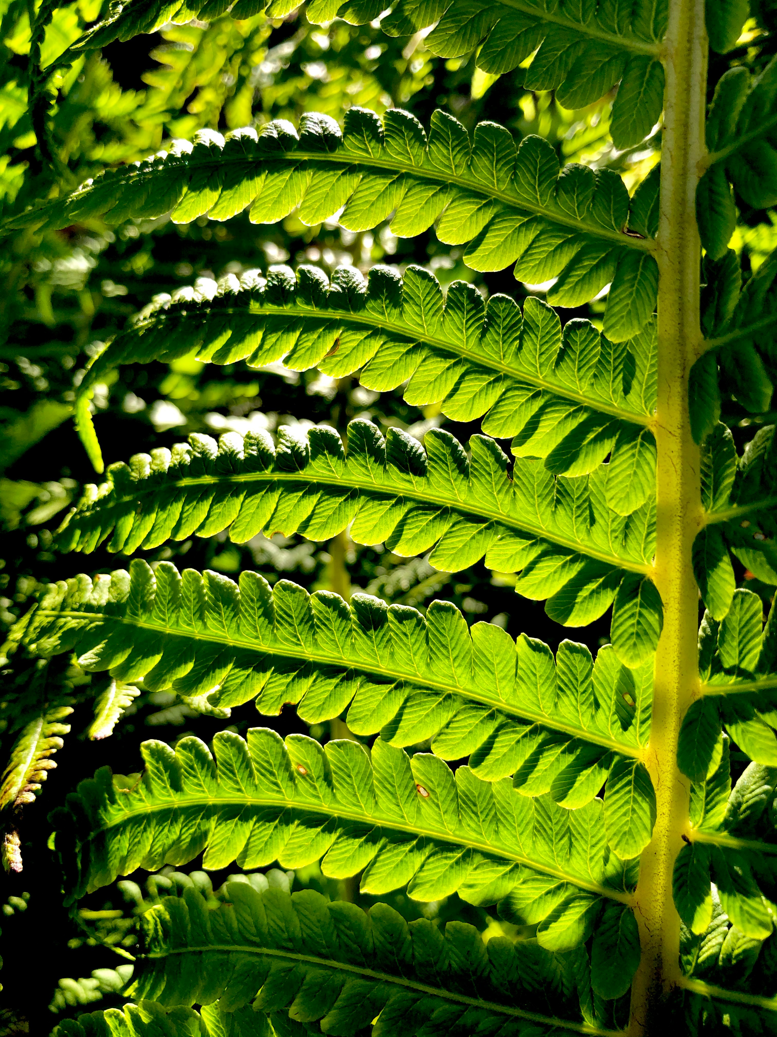 green leaf plant during daytime